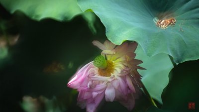 【攝光寫影 專欄】城荷體統