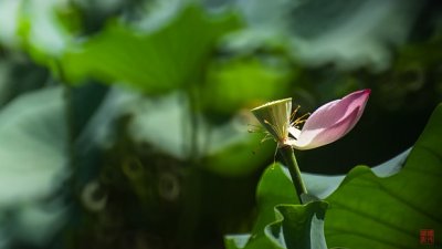 【攝光寫影 專欄】新田舊塘。綠葉紅荷