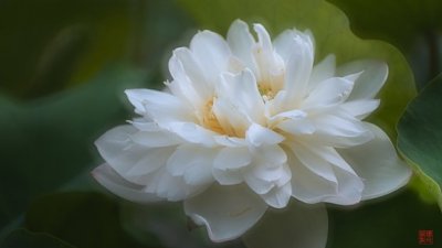 【攝光寫影 專欄】生意淡薄，忽然好學【兼讀荷攝。序】