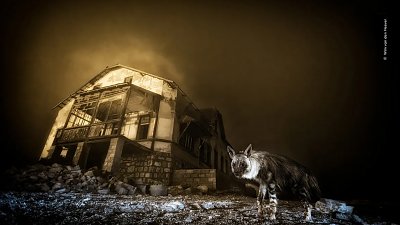 棕鬣狗夜闖廢鑽石鎮，南非攝影師苦候十年奪冠！
