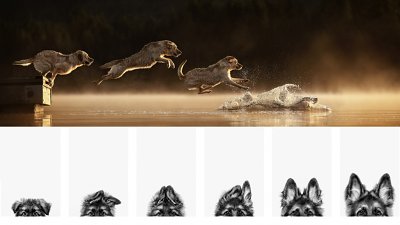 年度狗狗攝影師揭曉！脫穎而出原來靠耳仔？