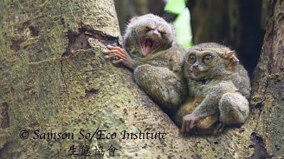 【Samson So 專欄】與 400mm f/2.8 TC VR S 同行的印尼東部跳島之旅