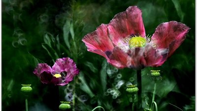 【田賞集 專欄】澳洲墨爾本 Alowyn Garden 罌粟花隨拍