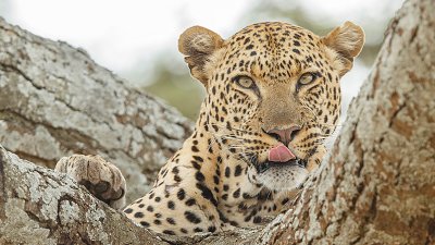 《Wild Africa》中環免費攝影展，收錄從未曝光的荒野之美