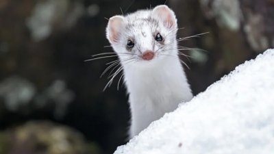 國家地理 "Your Shot" 年度神作出爐，北海道雪地精靈最萌！