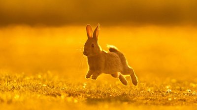 港人攝影師英國奪冠，金光加持兔仔相打動人心！