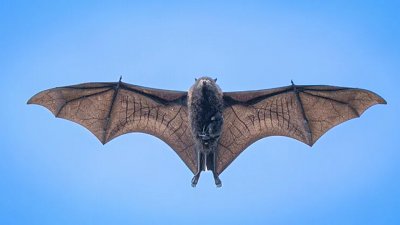 直擊狐蝠媽媽帶住 BB 飛！攝影師瘋狂連拍終捕獲