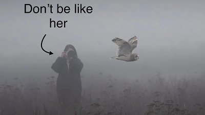 短耳鴞被追至力竭：攝影與道德底線如何衡量？