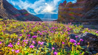 死亡谷再現「超級花海」！攝影師跨越 55°C 溫差捕捉十年一遇沙漠金