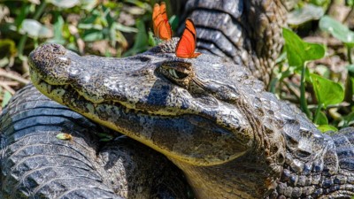 Nikon 搞笑野生動物攝影獎 2026 開鑼，去年有 10 張「漏網之魚」仲正！