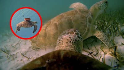 第一「龜」稱視角！海洋生物學家用 61 部相機揭開海龜最真實的社交生活