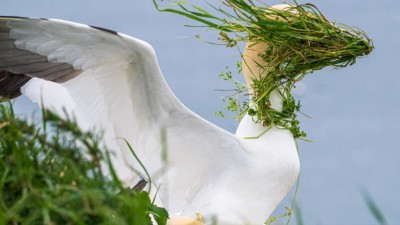 塘鵝被雜草遮臉狼狽照，奪 Nikon 搞笑野生動物攝影大眾票選獎
