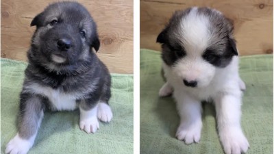 疲倦上班族請注意：觀看這群雪橇幼犬直播可能有助提神