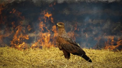 山火變成猛禽 BBQ 自助餐？Nikon P900 拍出得獎作品