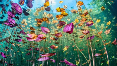經典單反通殺水底！Nikon D500 加變焦魚拍出夢幻睡蓮花園