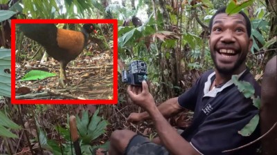 消失 140 年神鳥突現蹤影？紅外線相機再立奇功！