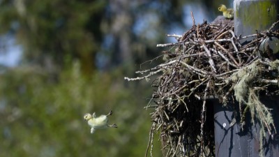 25 呎高空「跳巢」尋親！小雁羽毛化身天然降落傘