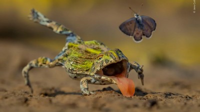 牛蛙一口咬空！蝴蝶死裏逃生入選 WPY 2026 精選作品
