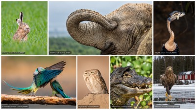 Nikon 搞笑野生動物攝影獎入圍名單揭曉！「貓王鱷魚」、「恥笑兔」粉墨登場