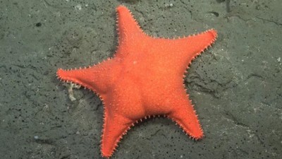 深海攝影意外拍到「派大星」？一個屁股搶盡 57 種新物種風頭