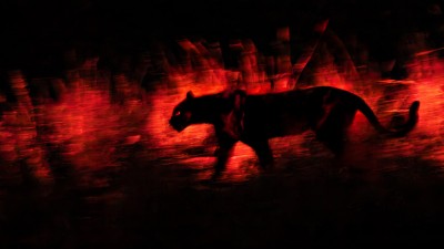 打破兩大攝影禁忌！英攝影師以極端參數深夜拍下黑豹勇奪大獎