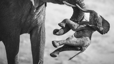 雌象帶着死去小象走過荒野，始終不願放下。年度野生動物攝影冠軍揭開背後故事