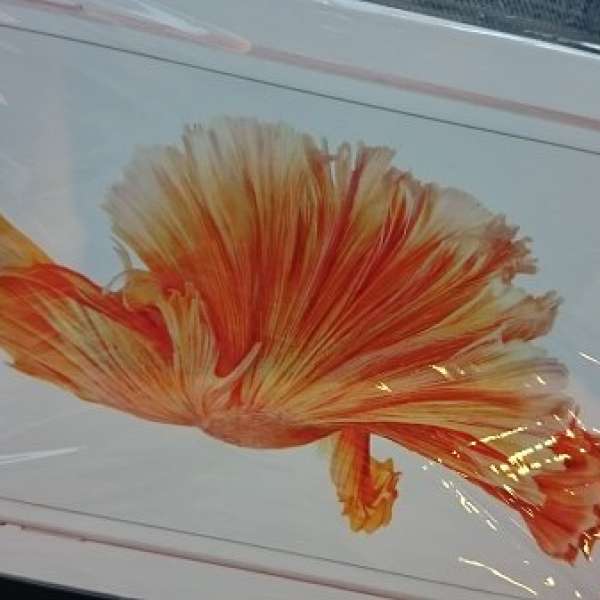 iPhone 6S Plus 5.5 64GB 玫瑰紅 玫瑰金 粉紅色 pink 台機 $7800