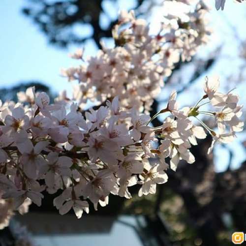 MINOLTA AF 35-105mm F3.5-4.5(MINOLTA)可用於sony,minolta 單反, 加AF接環落A7, NEX