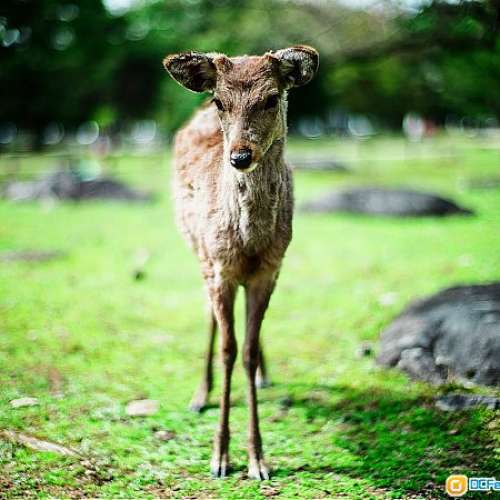 神級大瞳 Leica Noctilux-M 50mm f/1.0 大光圈鏡的皇者 (罕有玻璃98新 ) M系 SONY A...