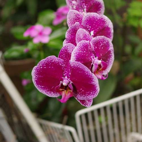 騰龍SP 90 1:2.8 MACRO 1:1 賓得卡口