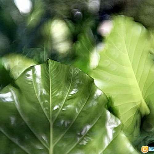 P.Angenieux 50mm f/1.2投影機鏡頭改A七 對焦範圍 1呎至7呎   發色、散景 令人著迷 ...