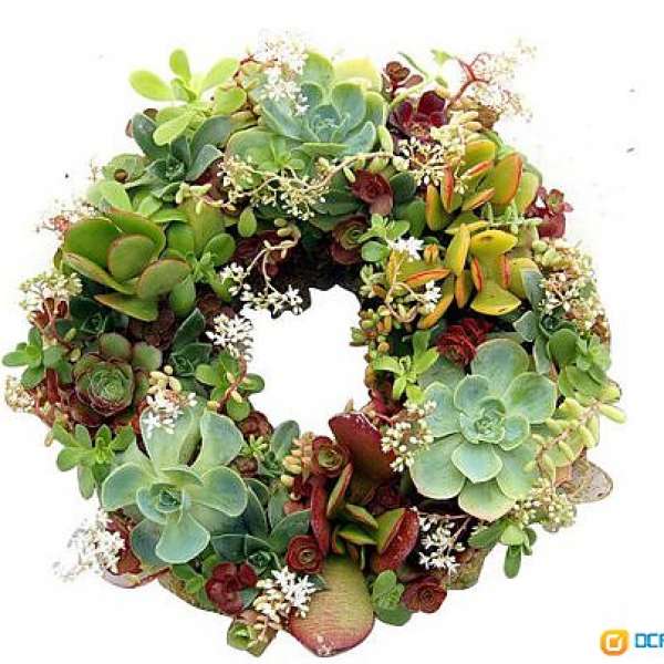 DIY Living Succulents Wreath