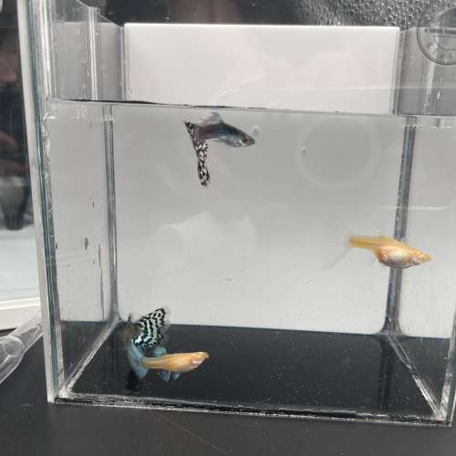 🔥一體化魚缸組合套餐🔥