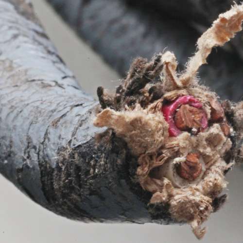 二手美國西電電源線， 油布包裹古老紅銅(单芯)電源線兩條(紅銅芯直徑2.5mm)