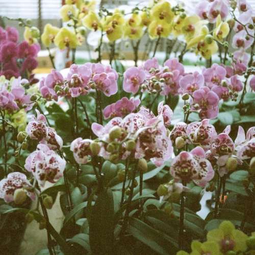 Ricoh auto shot film camera 35 mm  F2.8