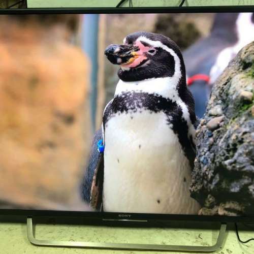 Sony 49吋 49inch KD-49X7000D 4k android 智能電視 smart tv
