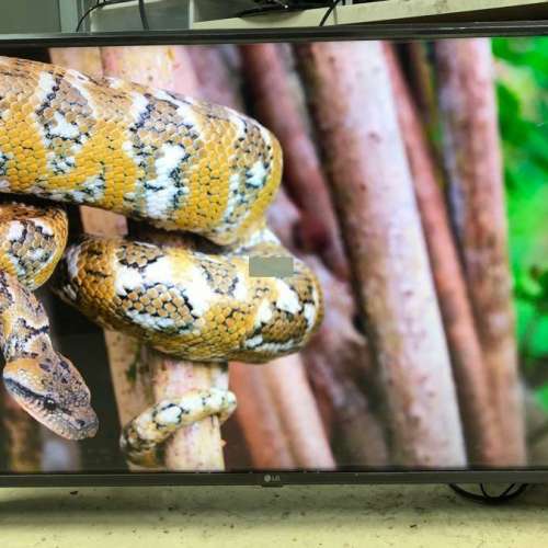 LG 43吋 43inch 43UK6500 4k 智能電視 smart tv