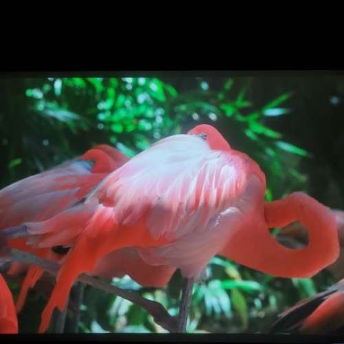 VIVIDSTORM黑栅 電動PRO超短焦抗光投影幕 (天花降落款) 超短投