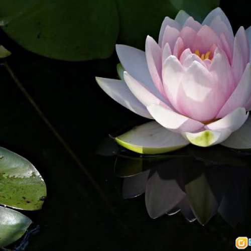 Minolta AF 35-105mm f/3.5-4.5 細支方便    對焦準夾快   發色豐富     好評如潮 ...