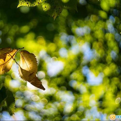 Kodak Retina II 產於1939年古董 連 Schneider Kreuznack  50mm f2  驚人大光圈 全...