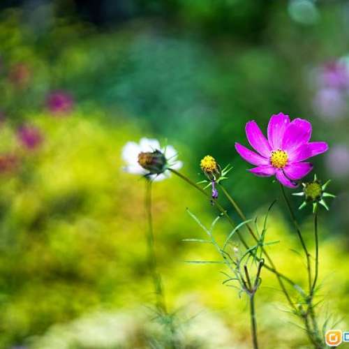 Kodak Retina II 產於1939年古董 連 Schneider Kreuznack  50mm f2  驚人大光圈 全...