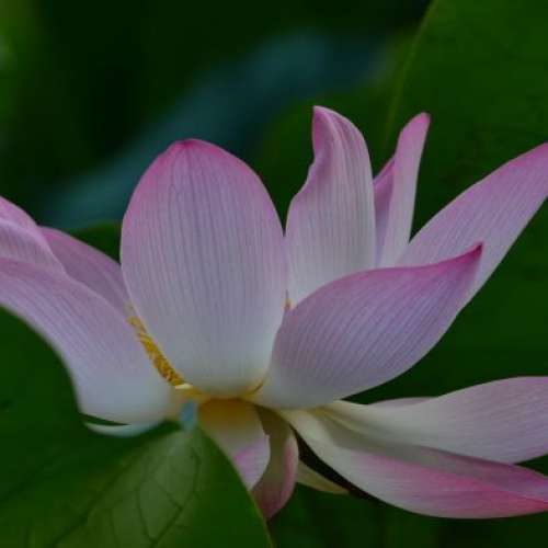 放四支Nikon原廠手動對焦Ai或Ais定焦鏡最平為=$1200