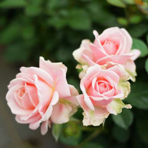 Tamron 28mm f2.8 ～M42 mount