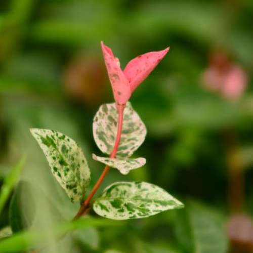 放三支NIKON或可選NIKON MOUNT手動對焦舊鏡由28-135mm=$400(最平支)