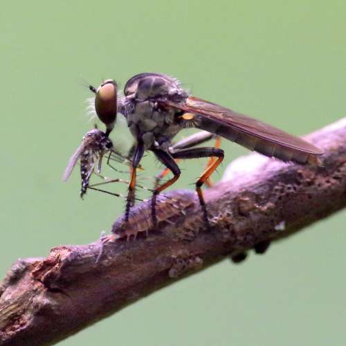 稀有精品pentax a 100mm f2.8 macro微距鏡皇