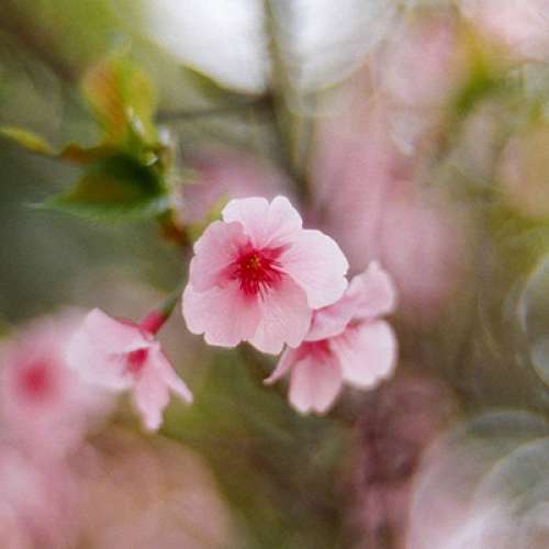 Hugo Meyer Gorlitz Primoplan 8cm 80mm f/1.9