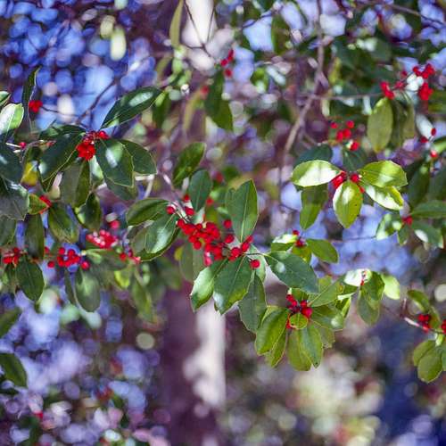 99%新附原廠保養一個月經典名鏡相色靚Pentax SMC FA 75/2.8 645合645D 645Z加接環...