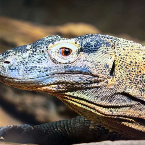 27 吋 UltraGear™ 4K Nano IPS 27GP95R-B