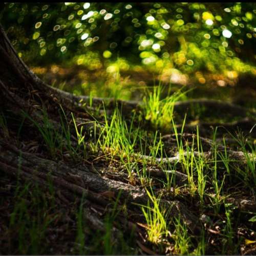 Carl Zeiss Jena Biotar T 58mm F2.0 (Black & Very Rare) - Exakta Mount