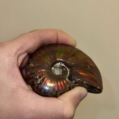 平售高品質斑彩螺M size 50-59克